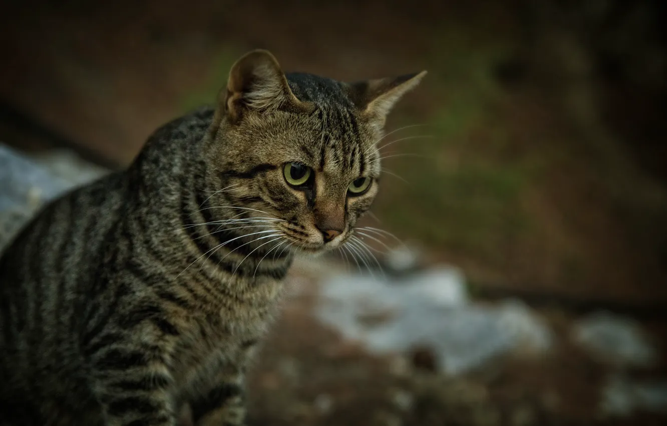 Photo wallpaper animals, cats, Crimea, Kide fotoart