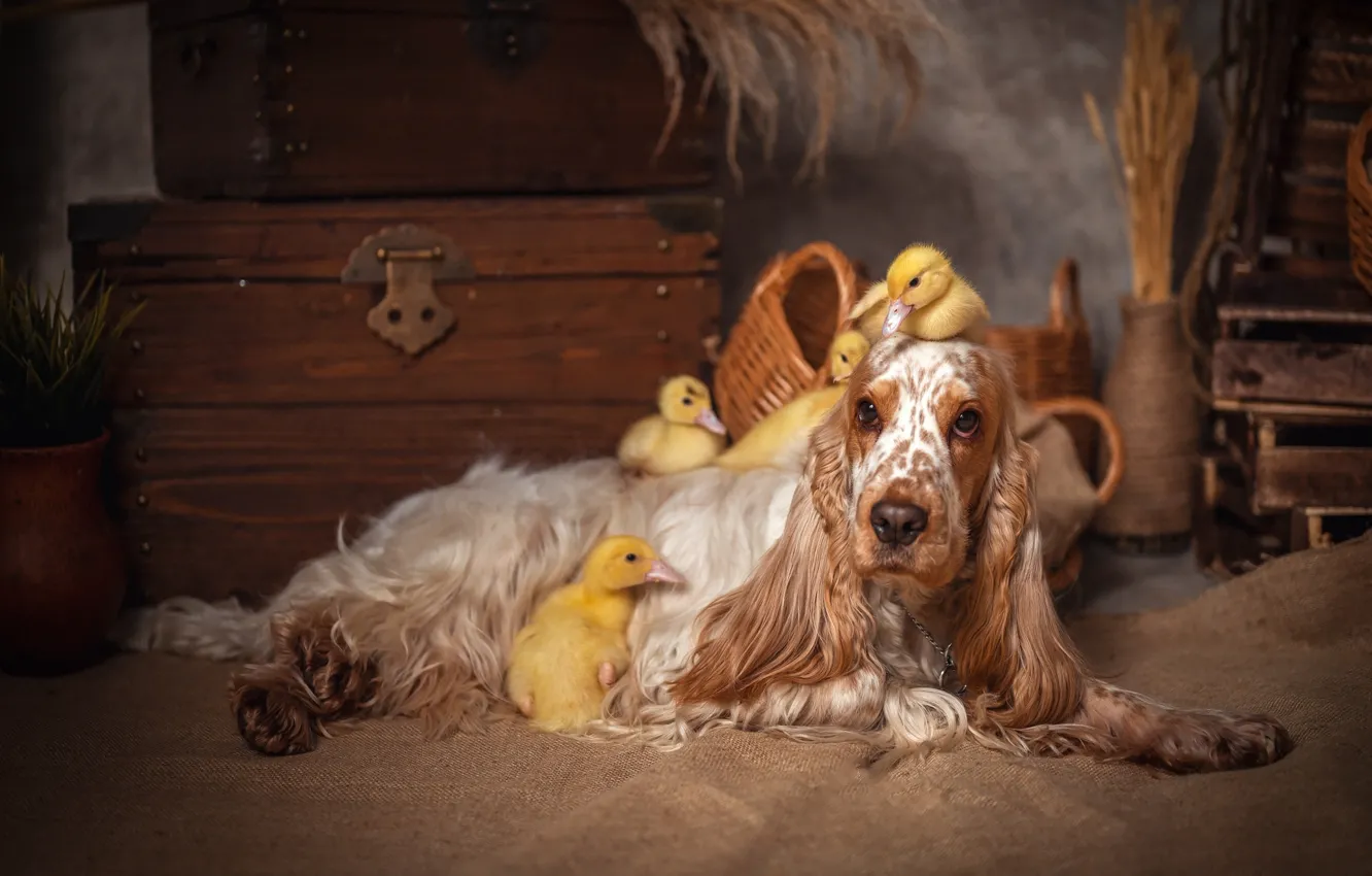 Photo wallpaper dog, duck, Chicks, Elena Savchenkova