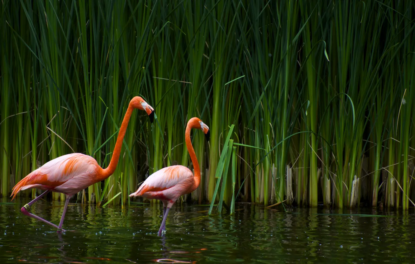 Photo wallpaper lake, cane, CA, Flamingo, sacramento zoo