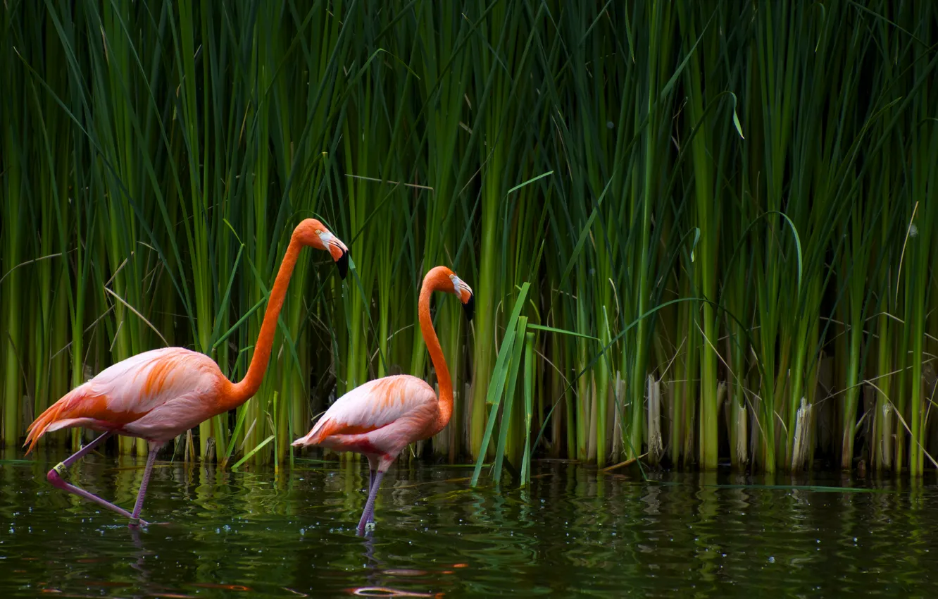 Photo wallpaper lake, cane, Flamingo, CA, sacramento zoo