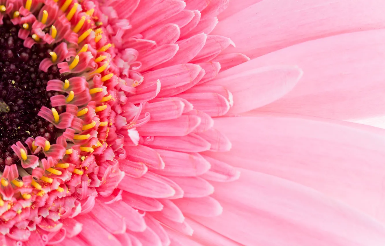 Photo wallpaper flower, pink, petals, gerbera