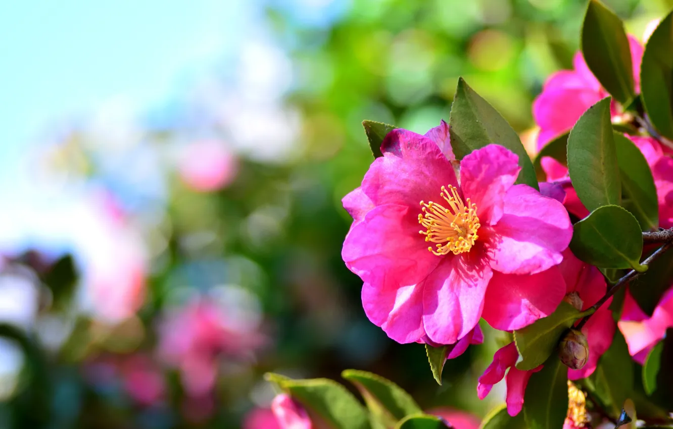 Photo wallpaper bright, pink, the bushes, Camellia