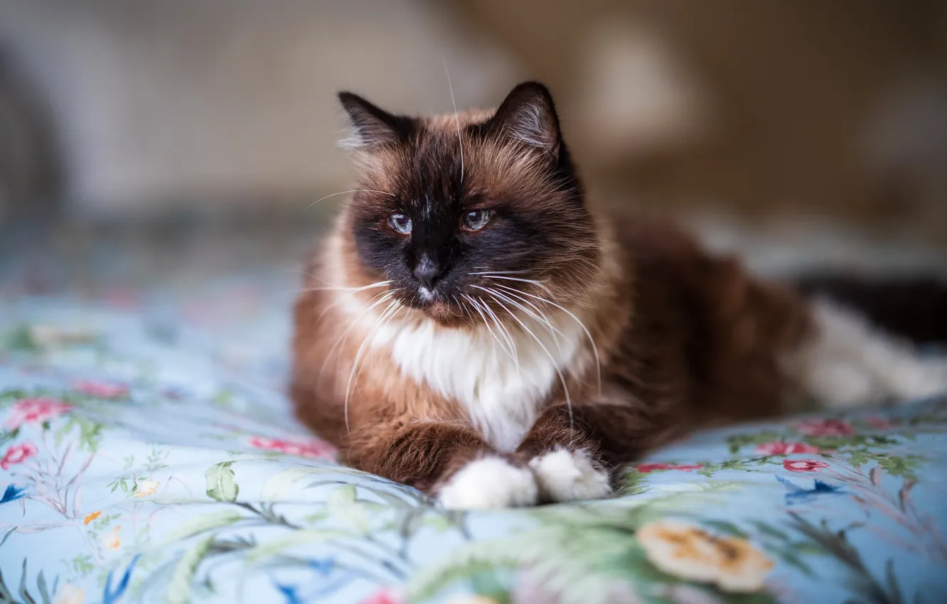 Photo wallpaper cat, cat, look, face, pose, background, room, bed