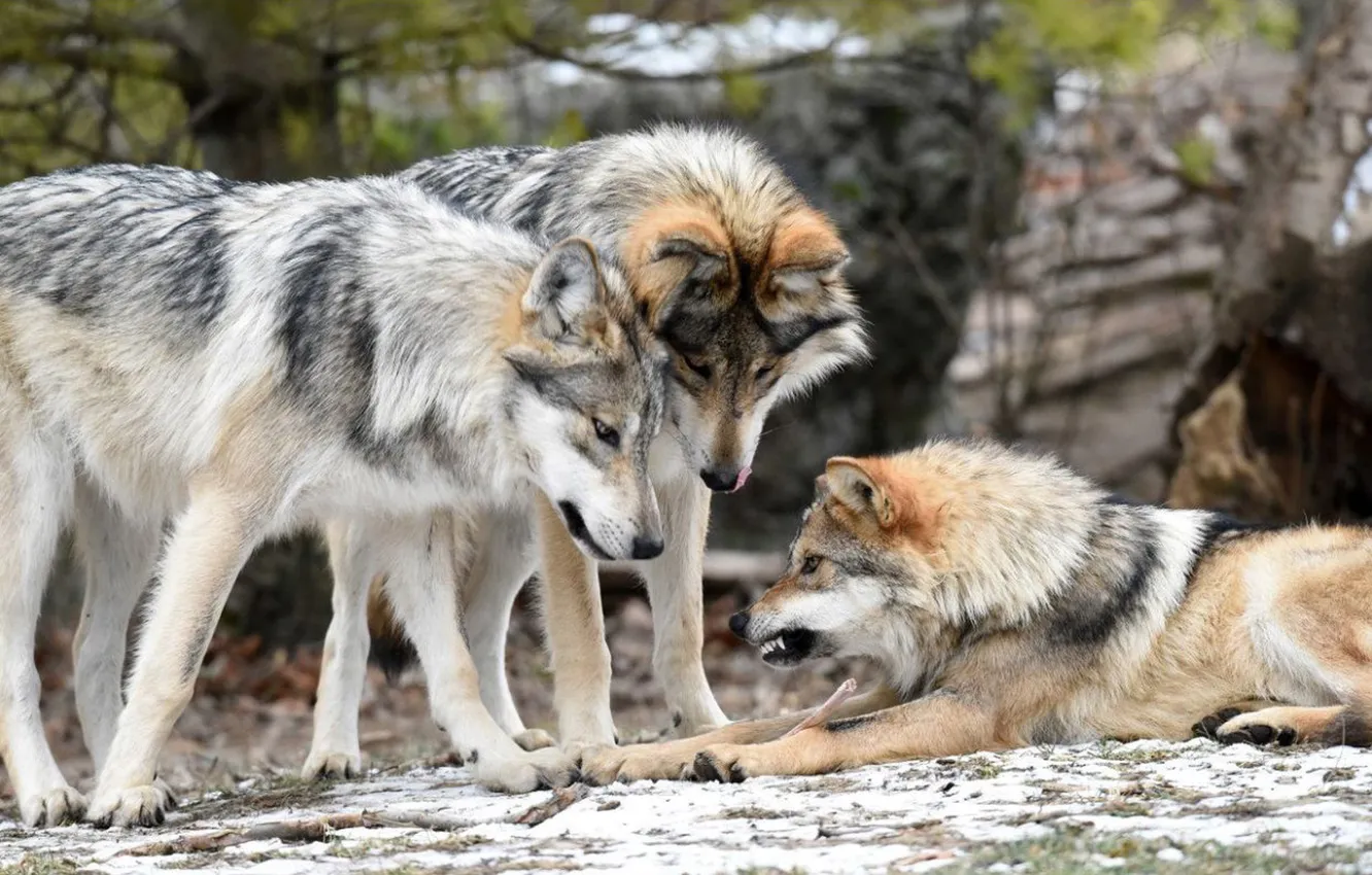 Photo wallpaper Predator, nature, snow, face, animal, wolf, canis lupus, wildlife