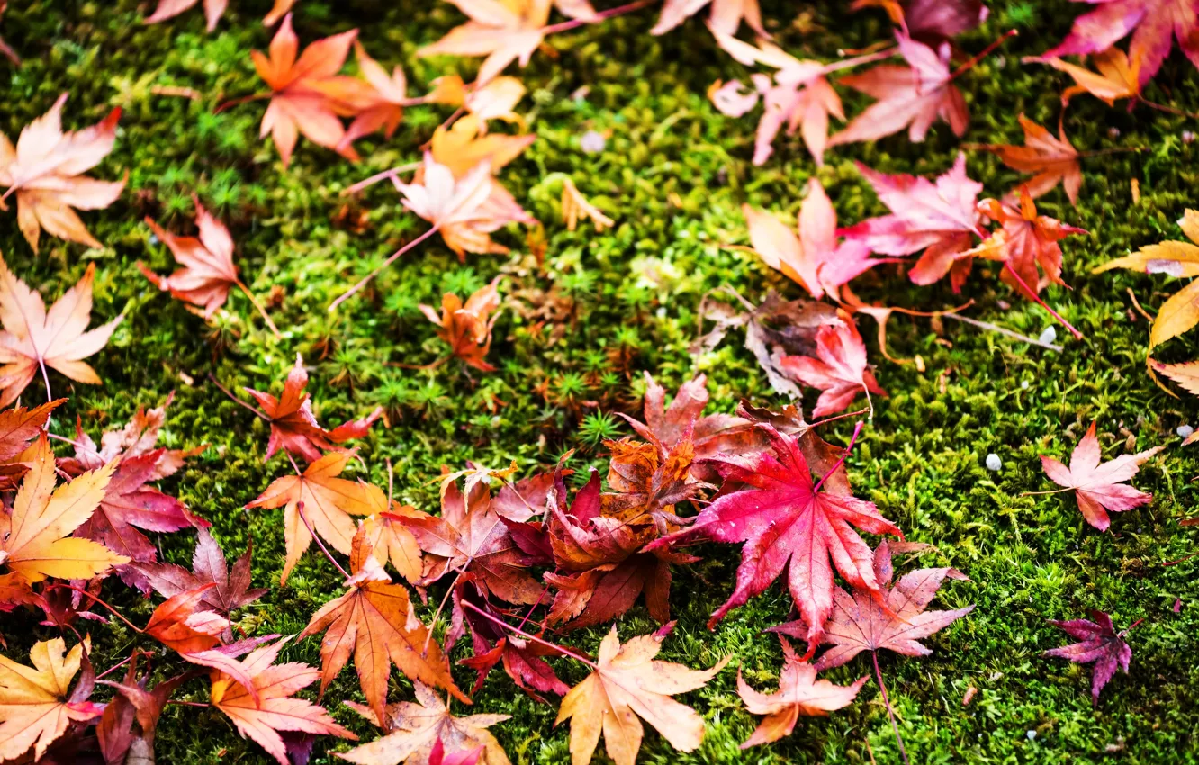 Photo wallpaper autumn, grass, leaves, background, colorful, grass, background, autumn