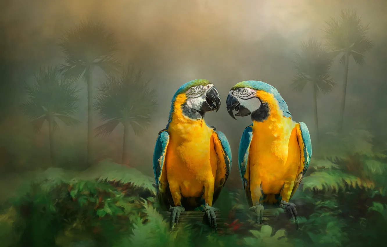 Photo wallpaper nature, treatment, parrot, Ara, two parrots