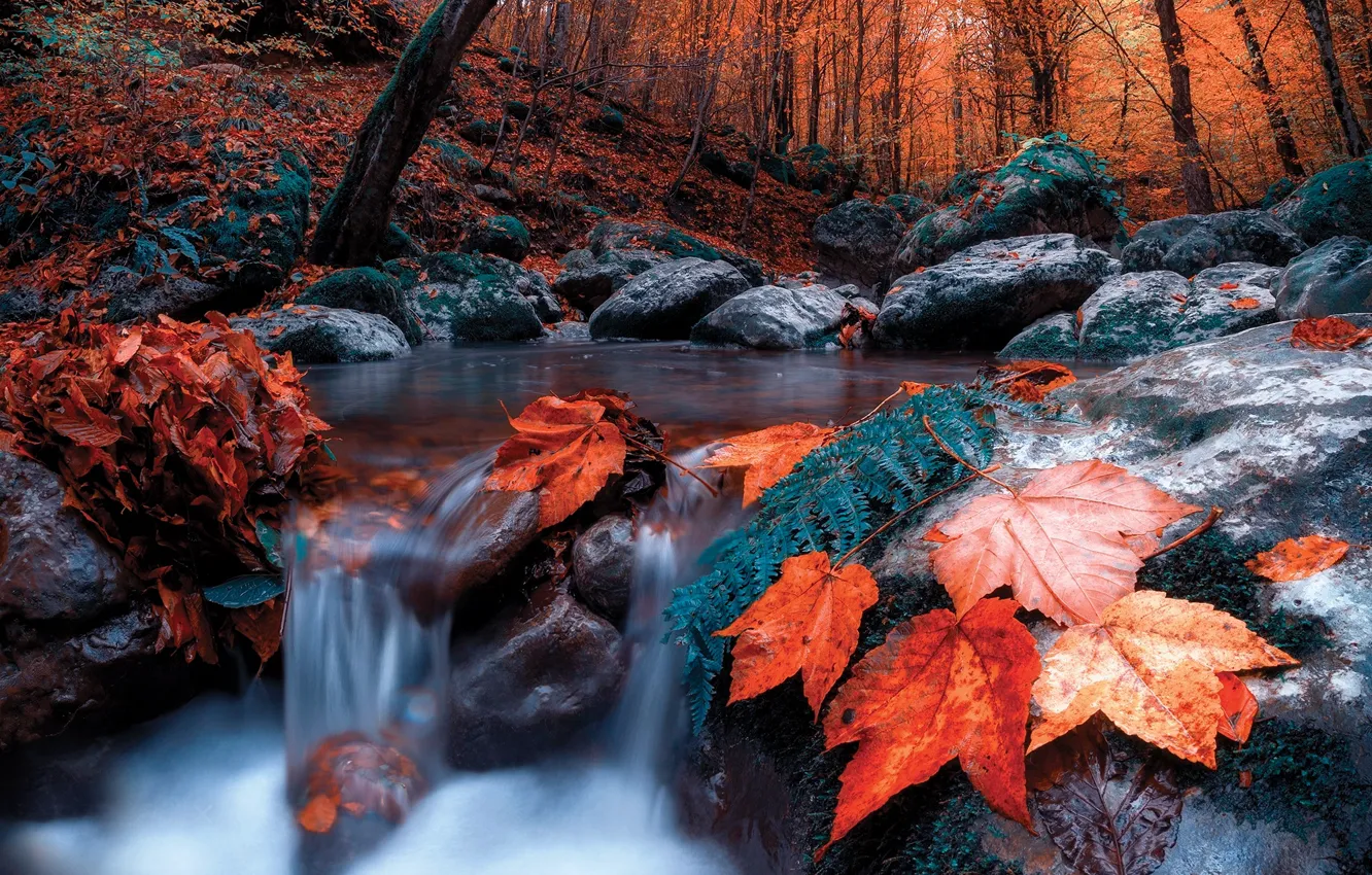 Photo wallpaper autumn, forest, leaves, trees, landscape, nature, stream, stones
