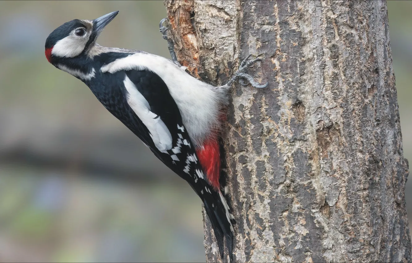Photo wallpaper nature, animal, bird, woodpecker, nature, bird, three, animal