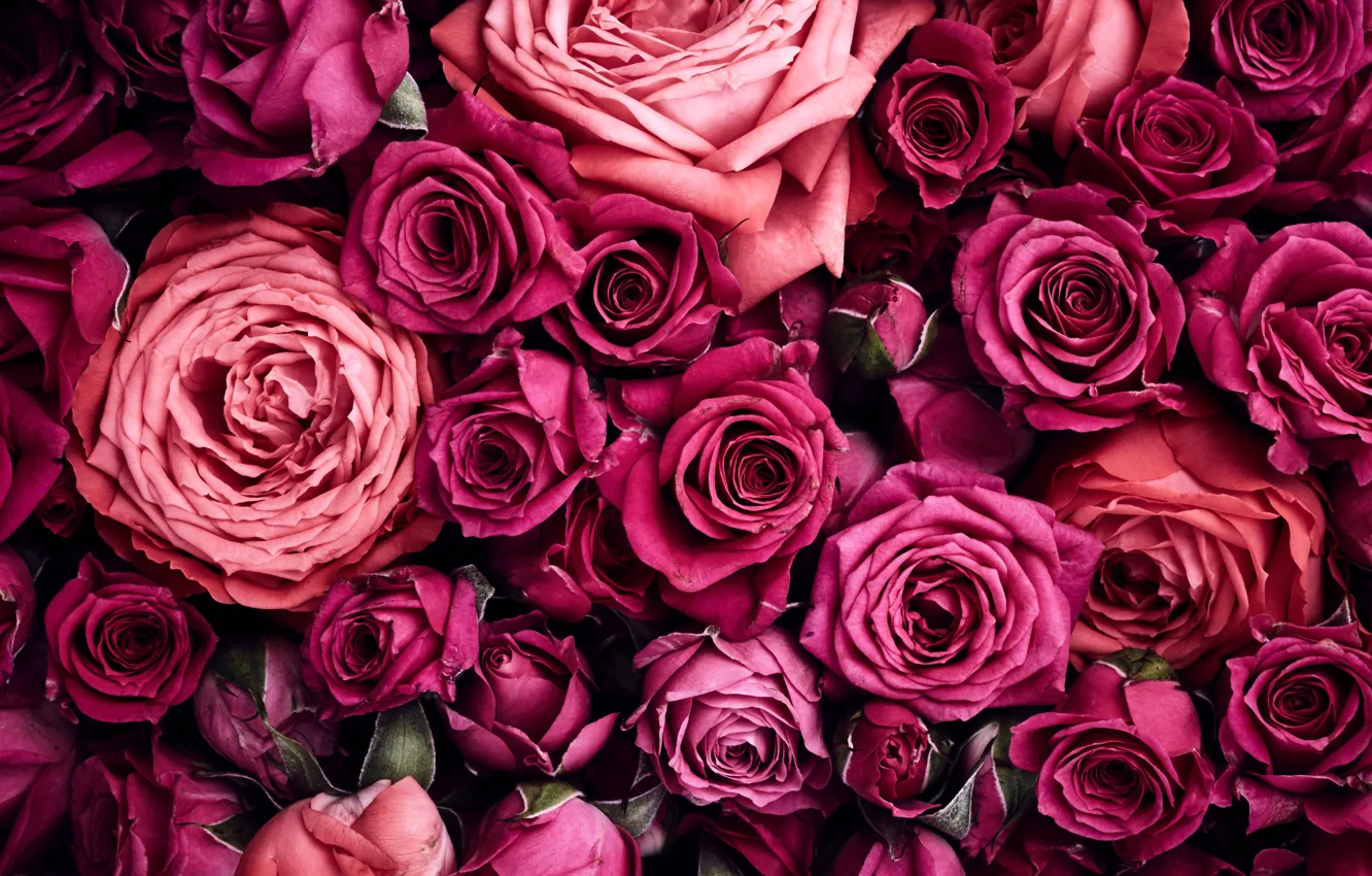 Photo wallpaper roses, petals, pink, a lot, beautiful, pink, roses
