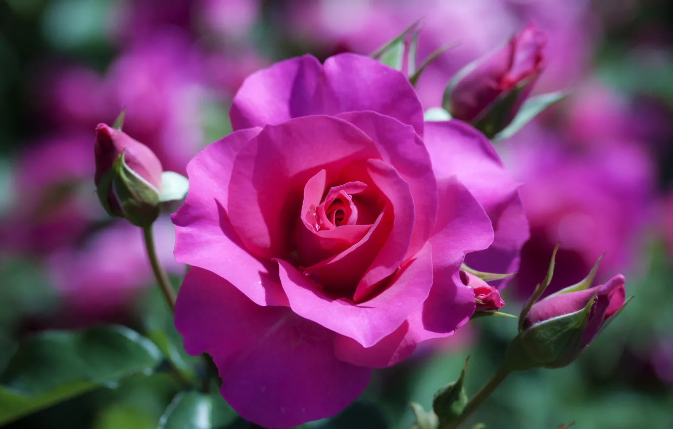 Photo wallpaper macro, flowers, plant, roses, blur