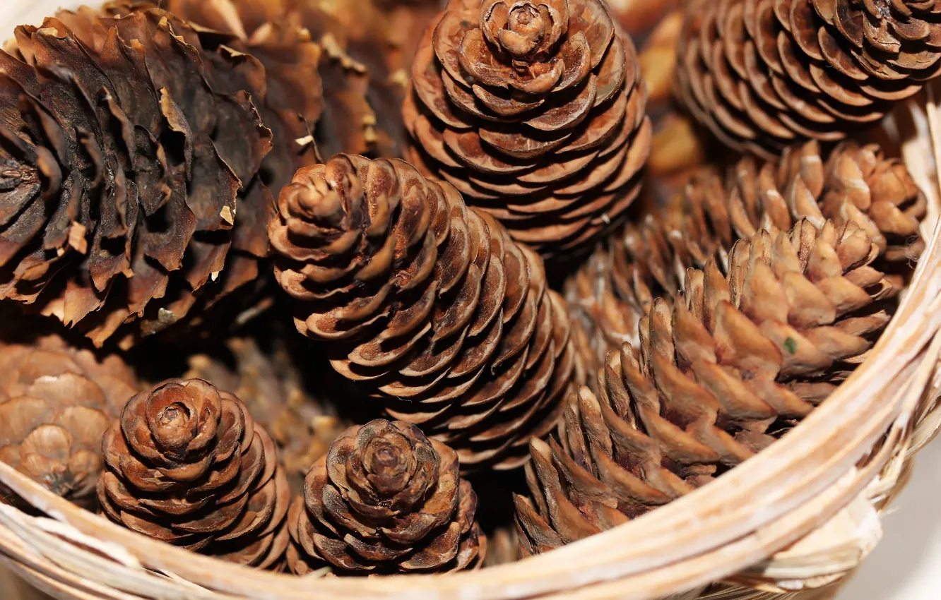 Photo wallpaper background, basket, bumps