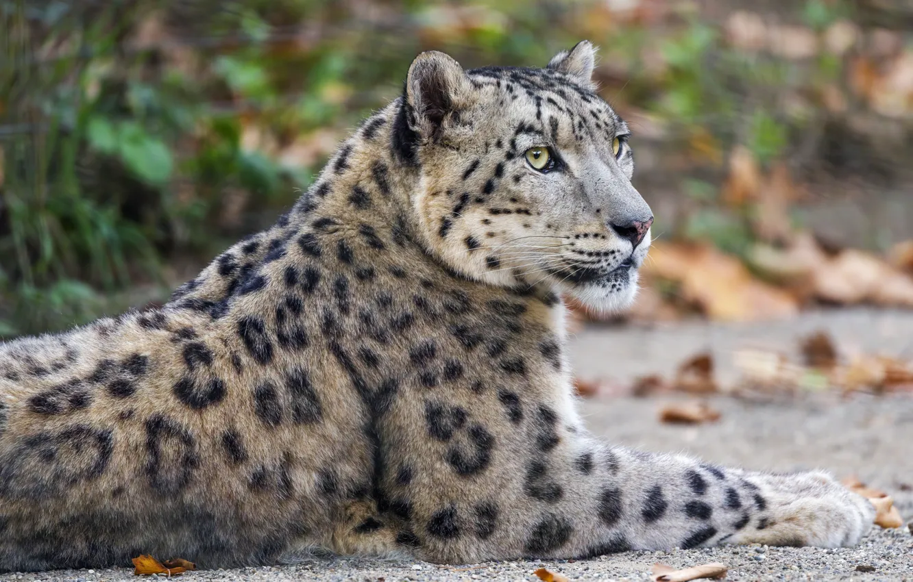 Photo wallpaper look, face, lies, IRBIS, snow leopard