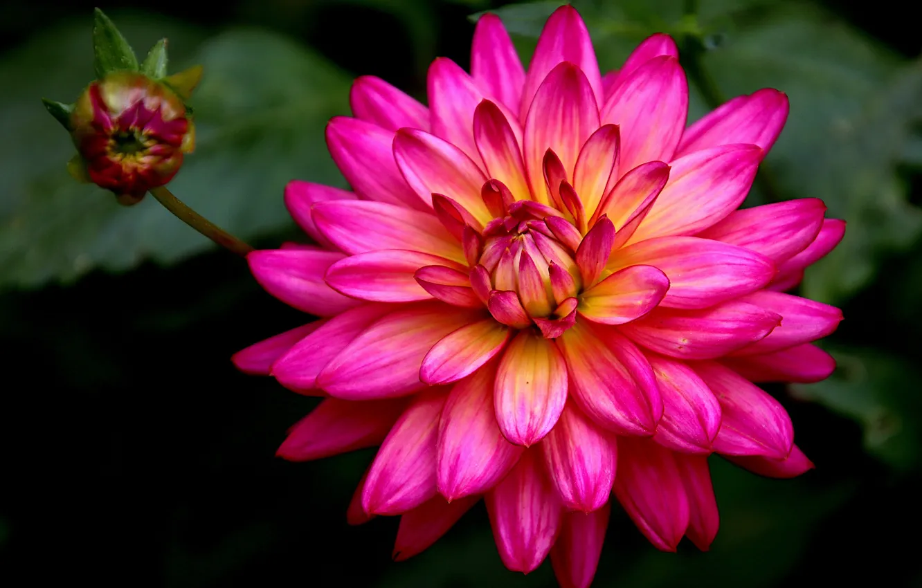 Photo wallpaper macro, flowers, the dark background, bright, pink, buds, dahlias