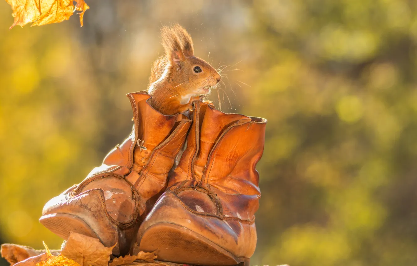 Photo wallpaper autumn, animal, shoes, protein, rodent