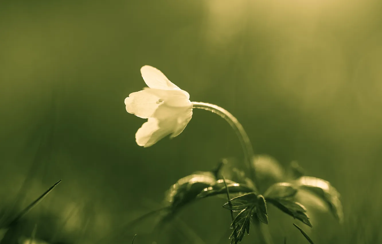 Photo wallpaper macro, flowers, nature