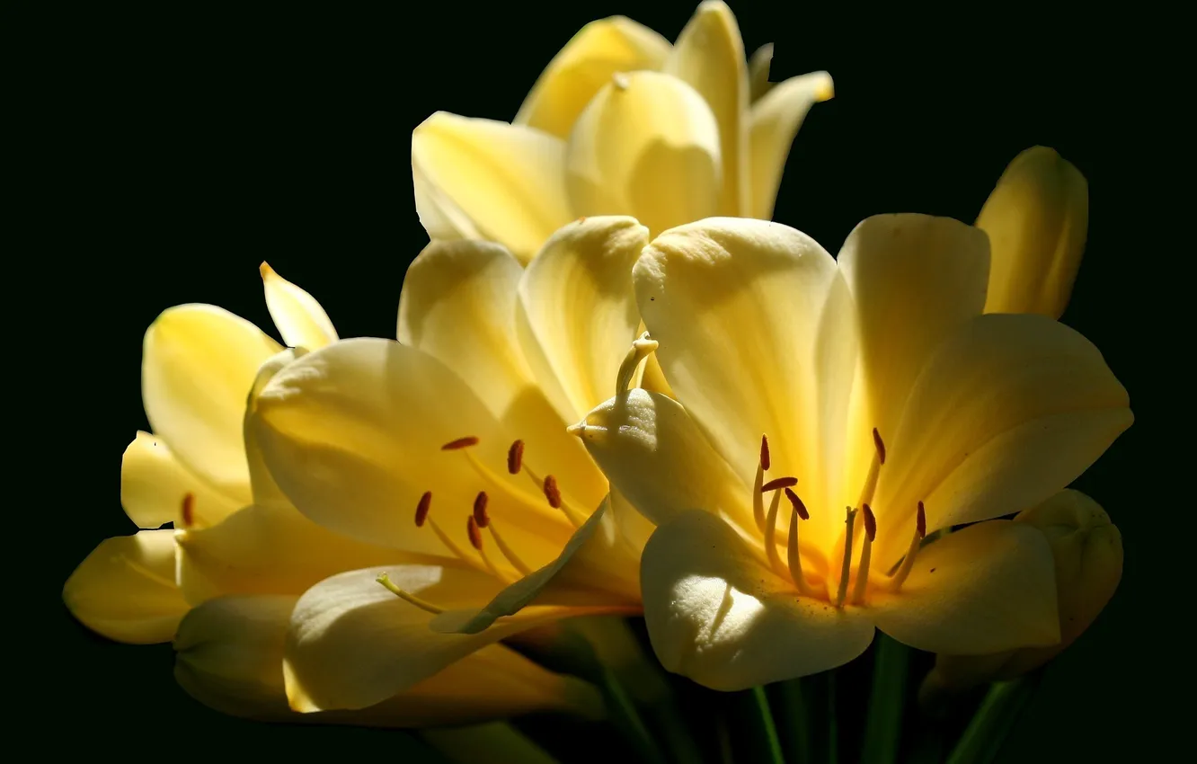 Photo wallpaper flowers, yellow, background, black, color, clivia