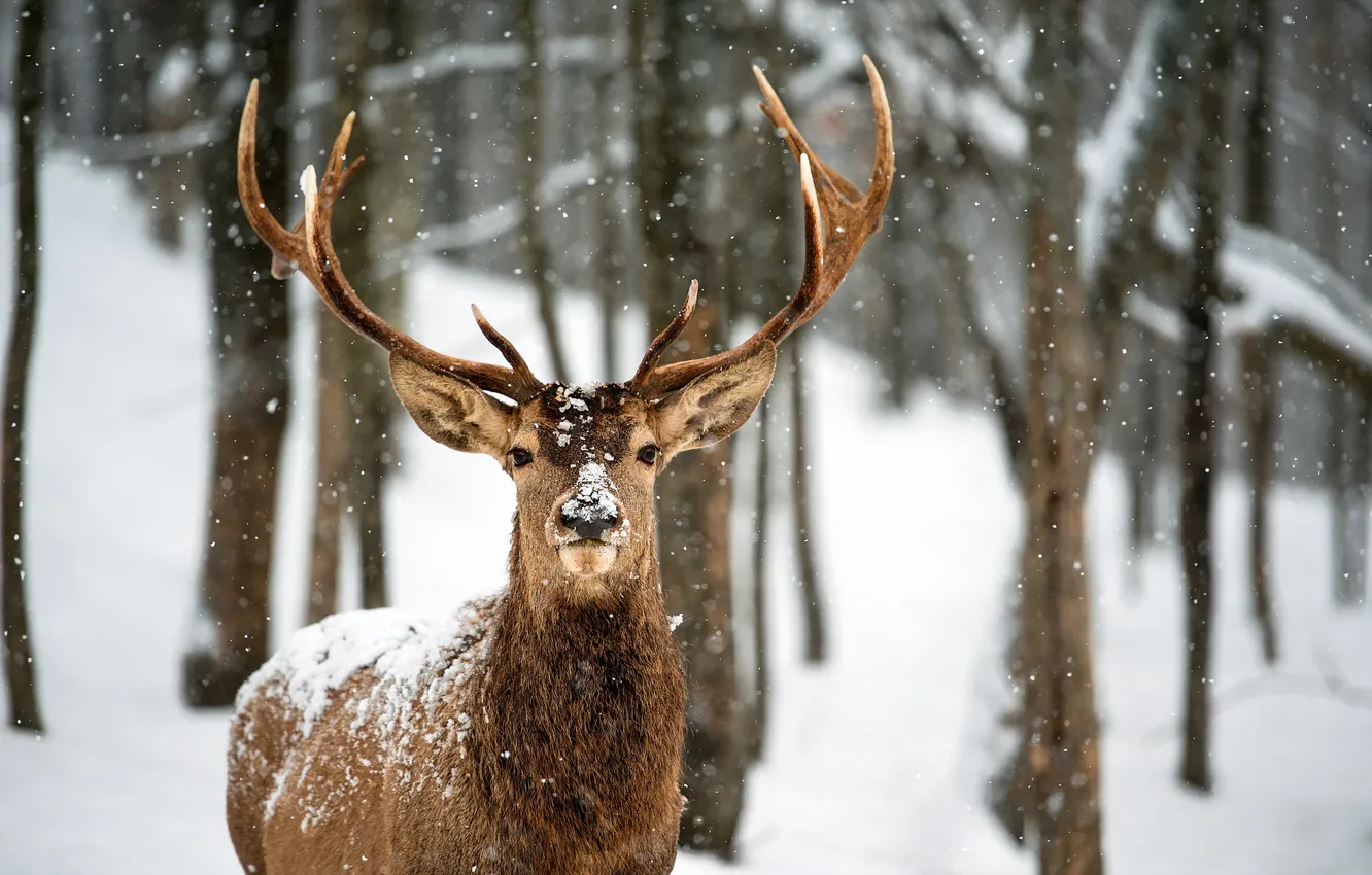 Photo wallpaper winter, snow, deer
