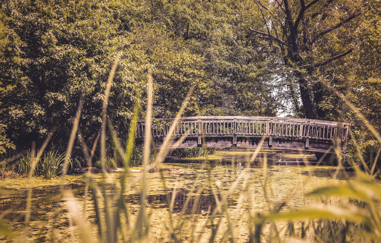 Photo wallpaper greens, forest, bridge, lake, Tina, old, the bridge