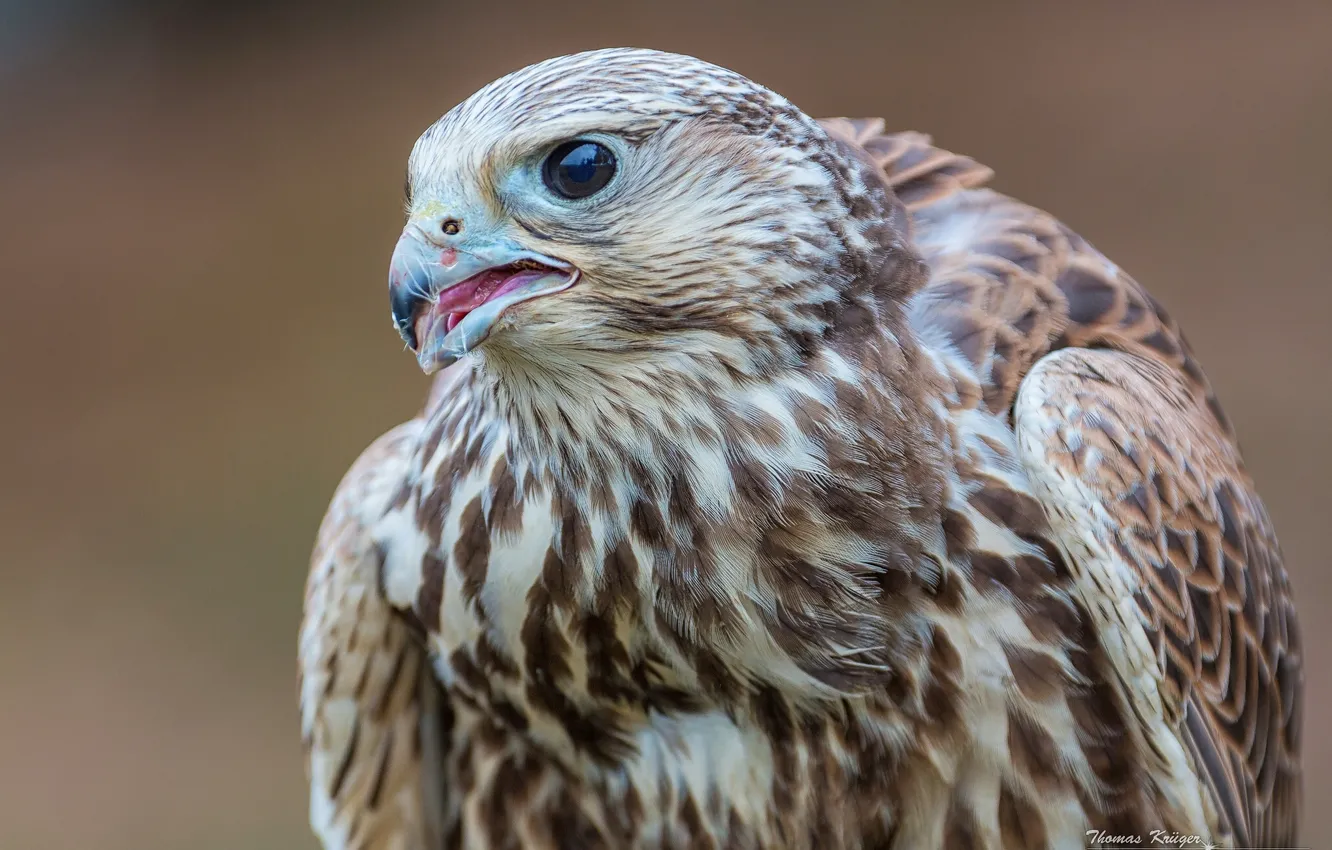 Photo wallpaper bird, Falcon, The Saker