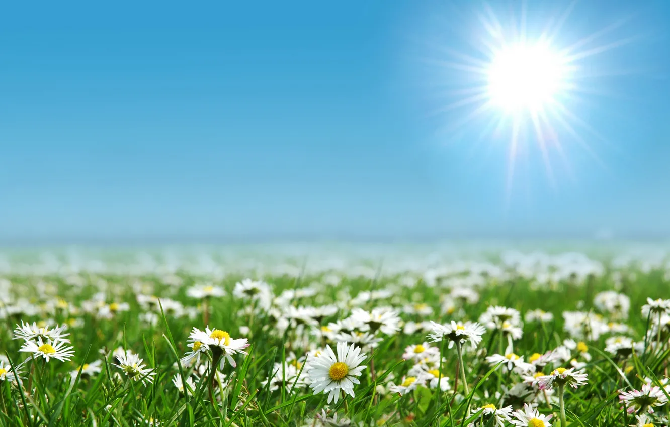 Photo wallpaper field, the sun, landscape, flowers, nature, glade