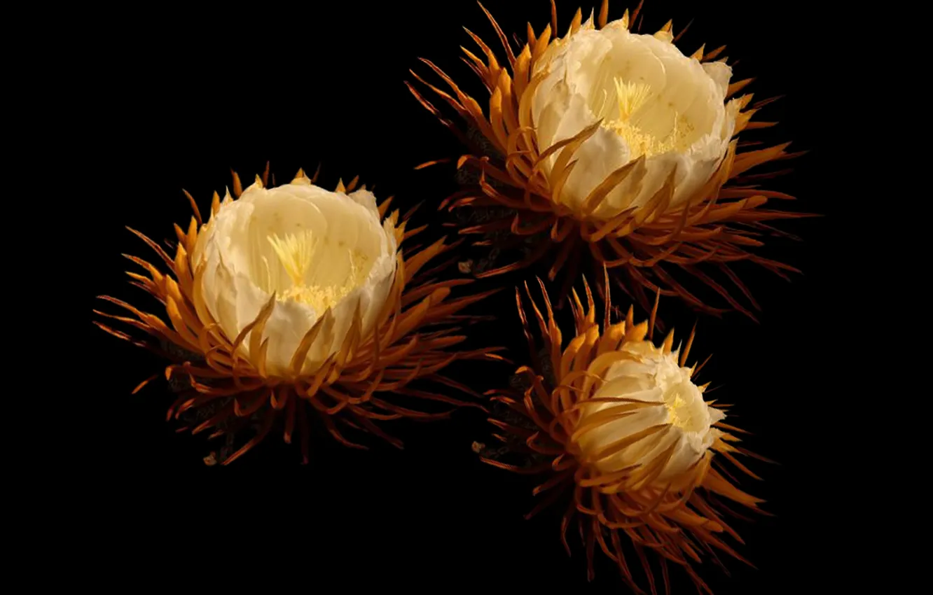 Photo wallpaper flower, petals, pistils, stambs