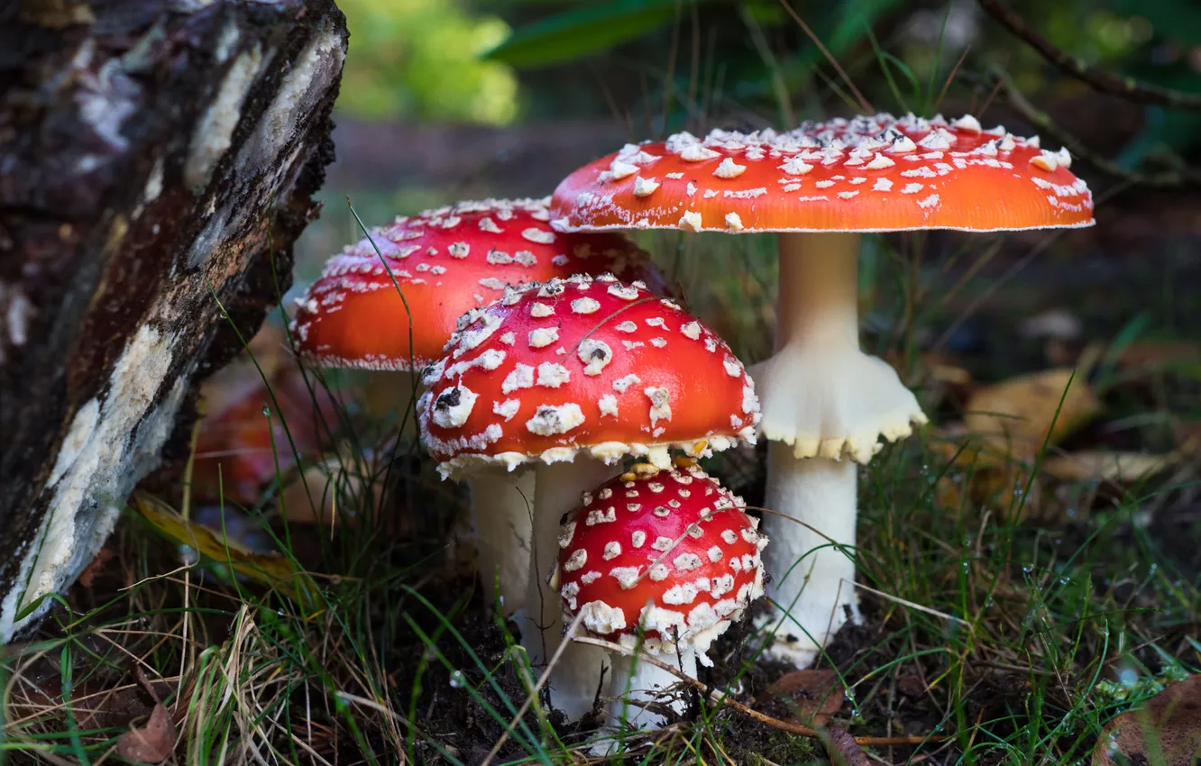Photo wallpaper grass, mushrooms, mushroom, clearing, family