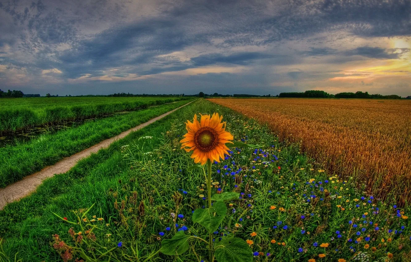 Photo wallpaper field, sunset, flowers, sunflower, track, Netherlands, Holland, Holland
