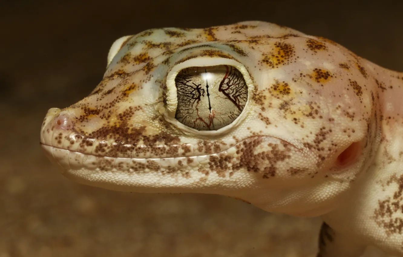 Photo wallpaper eyes, look, face, close-up, background, portrait, lizard, Gecko