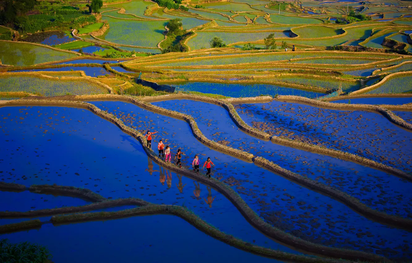 Photo wallpaper China, plantation, rice fields
