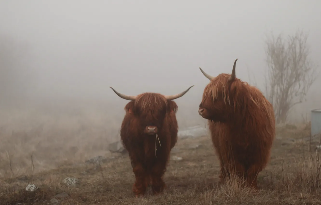 Photo wallpaper fog, cows, highland