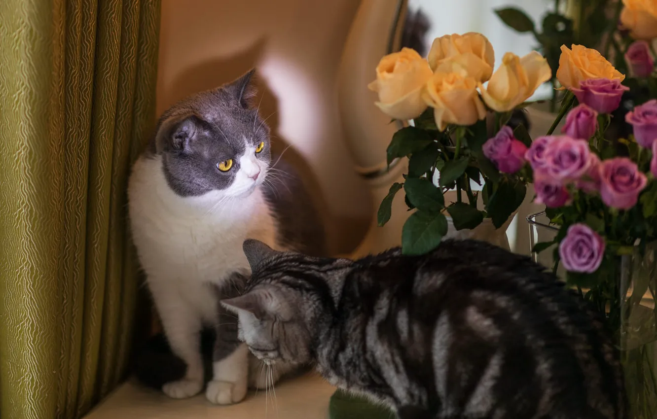 Photo wallpaper cat, cat, look, light, flowers, yellow, pose, grey