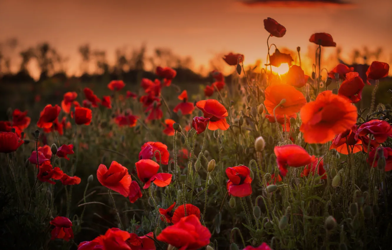 Photo wallpaper the sun, sunset, Maki