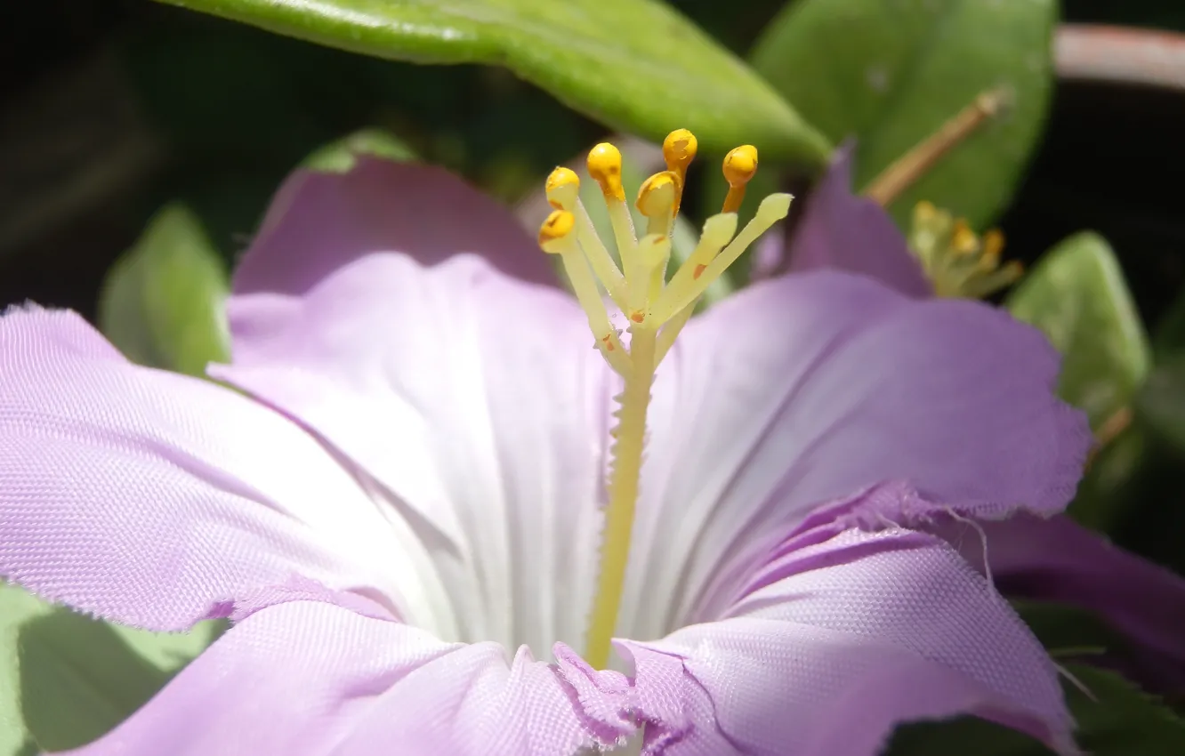 Photo wallpaper flower, macro, focus, spring