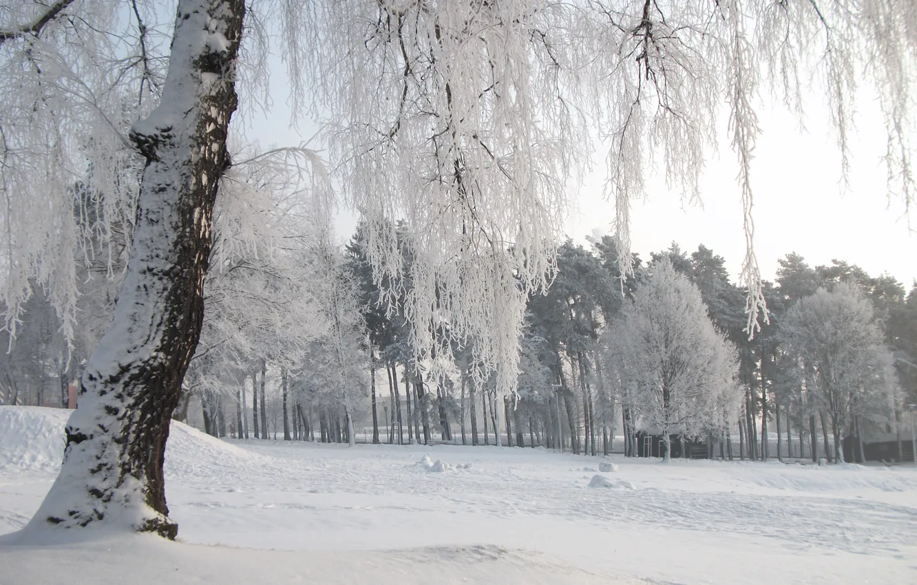 Photo wallpaper cold, winter, snow, trees, nature, frost, trees, nature