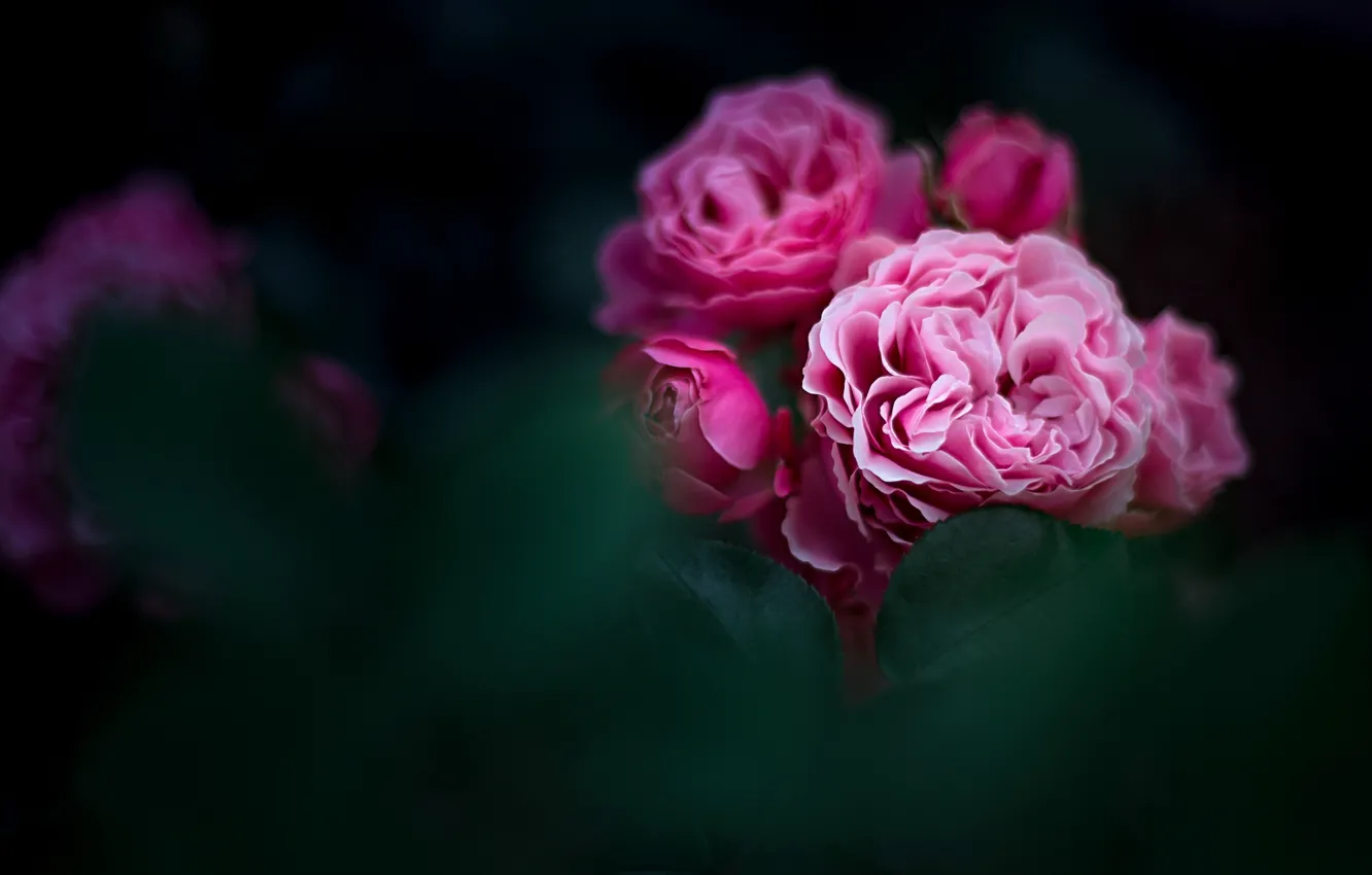 Photo wallpaper leaves, flowers, roses, garden, buds, the bushes, Wallpaper from lolita777