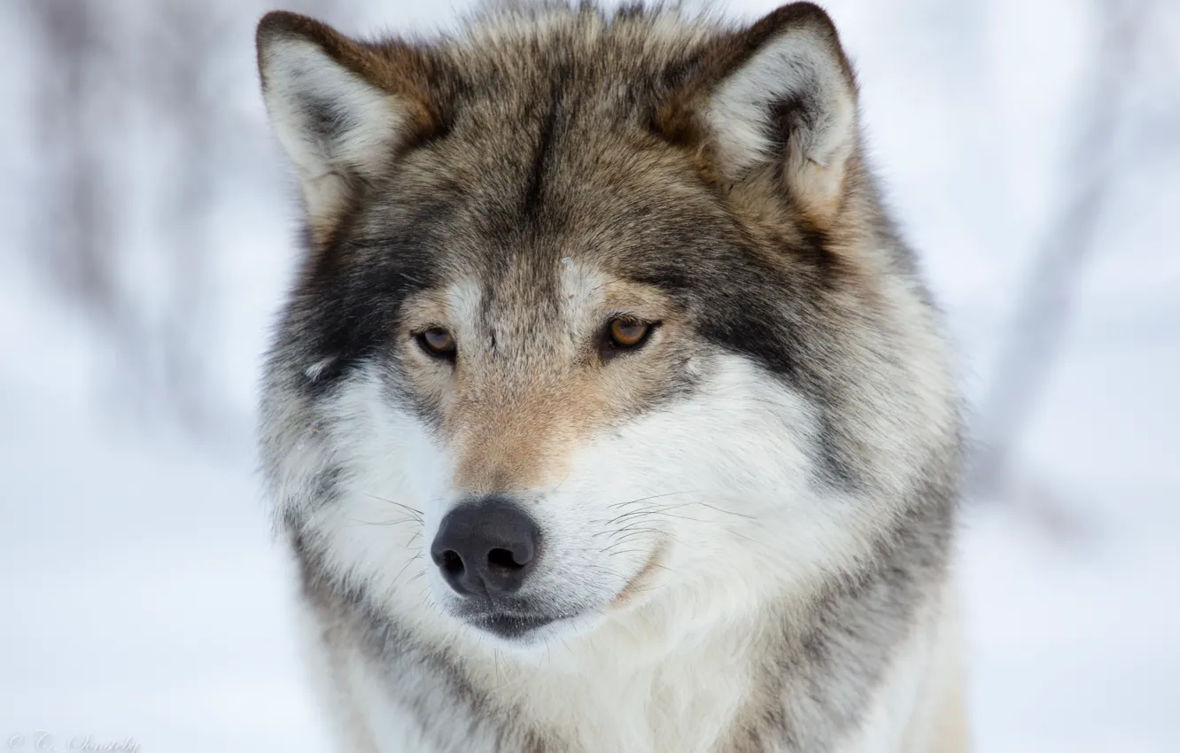 Photo wallpaper winter, snow, animal, wolf, portrait