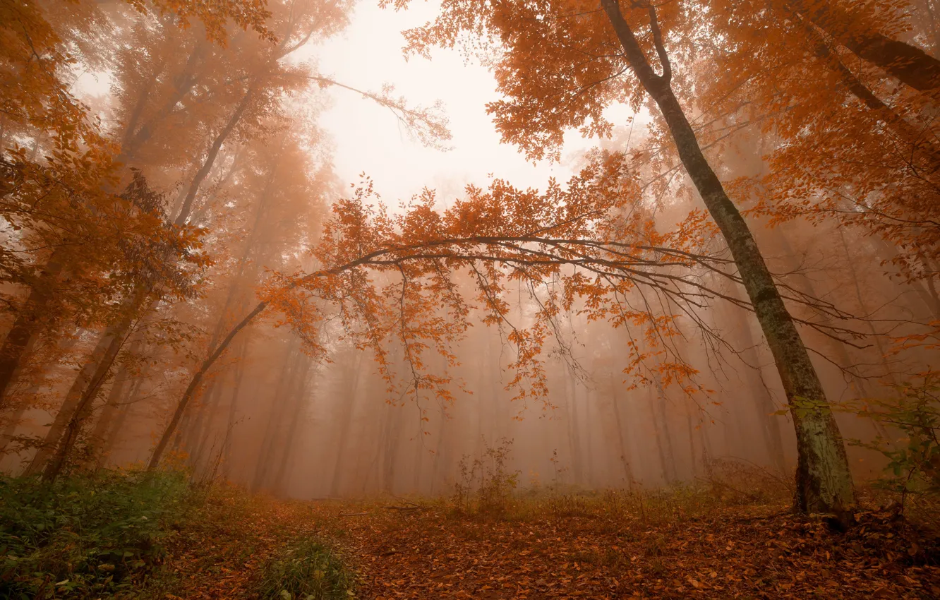 Photo wallpaper forest, leaves, trees, fog, Autumn