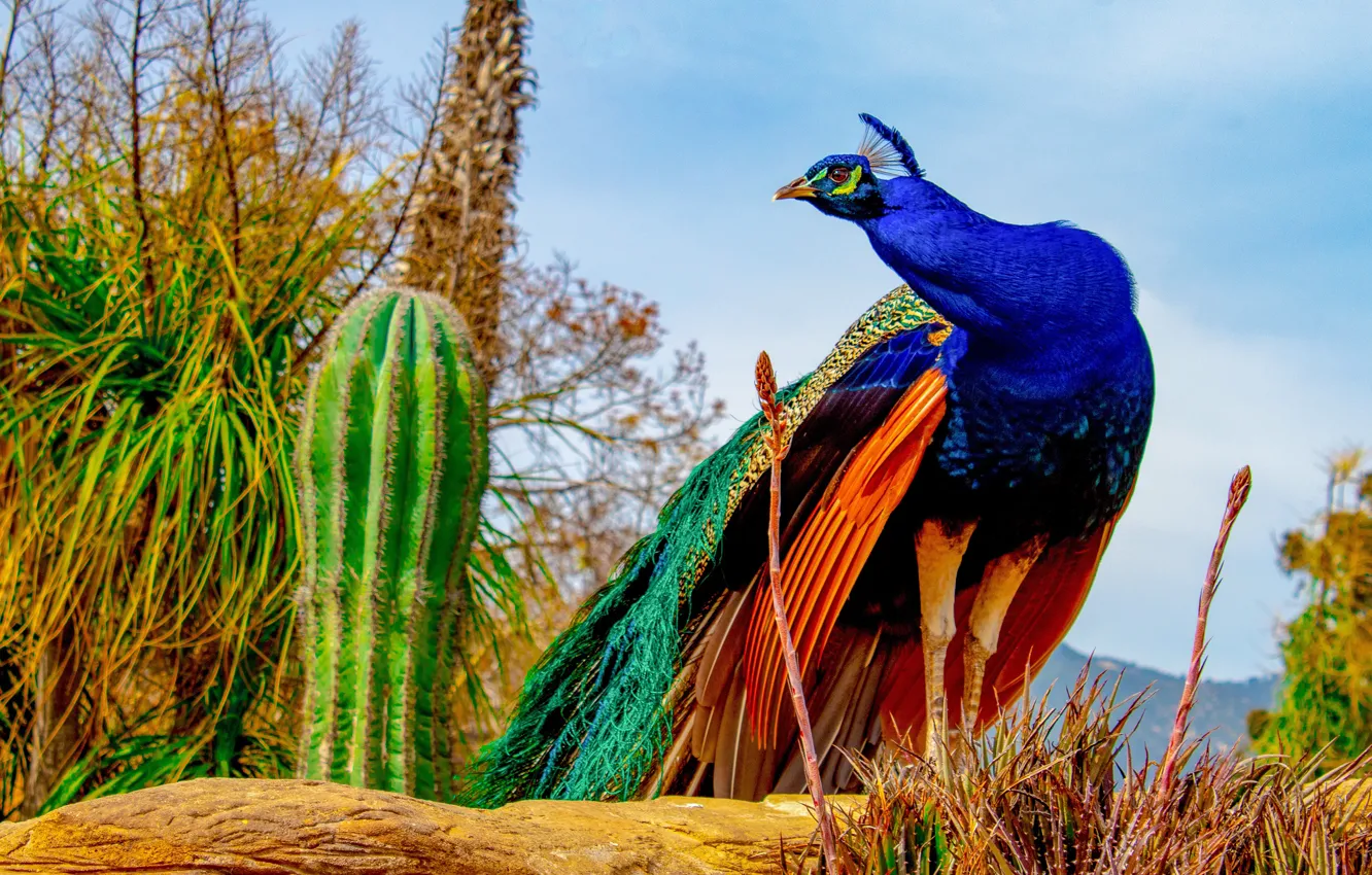 Photo wallpaper bird, peacock, cacti