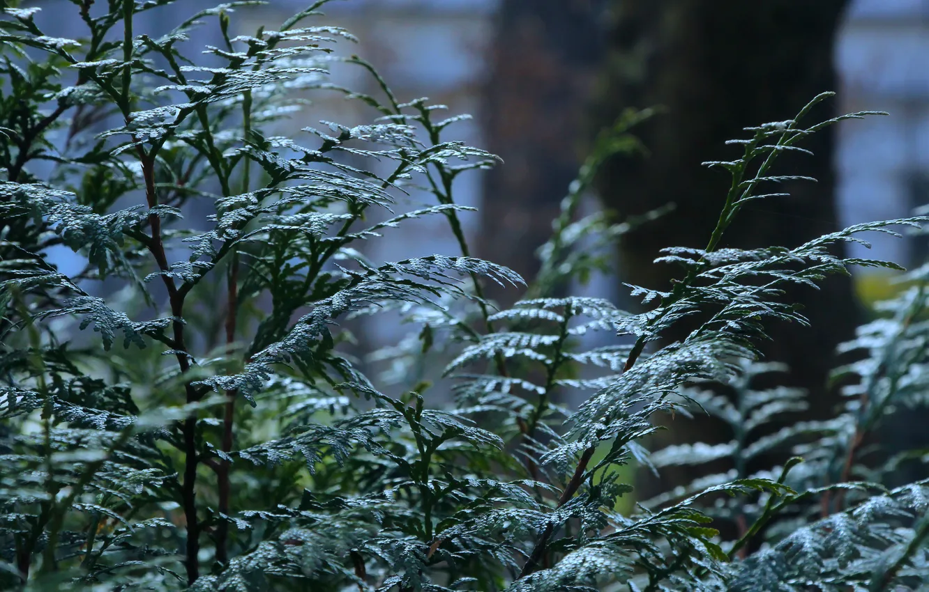 Photo wallpaper plant, twig, coniferous shrub