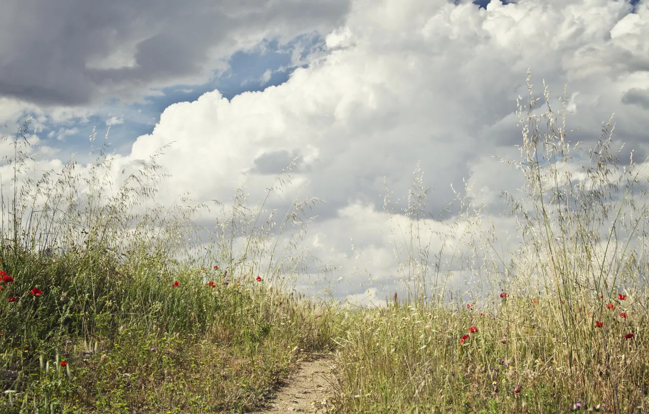 Photo wallpaper field, the sky, grass, clouds, flowers, path