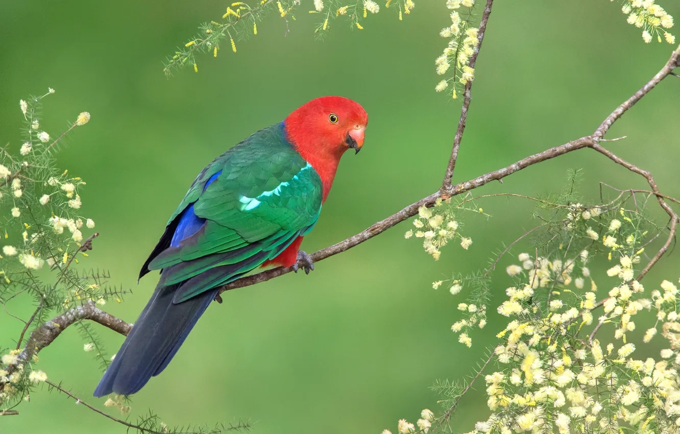 Photo wallpaper bright, bird, branch, parrot, colorful, Royal parrot