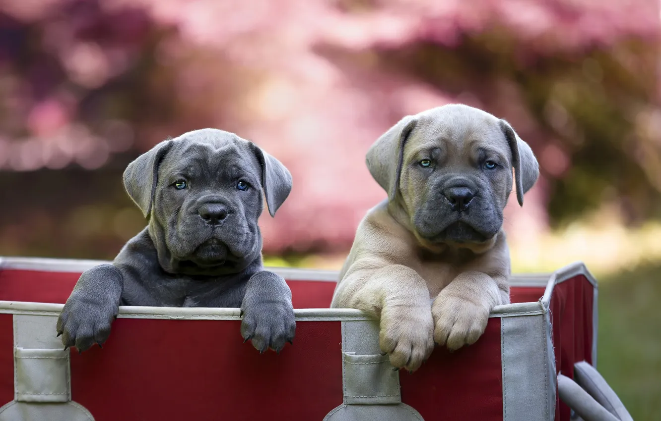 Photo wallpaper look, nature, pose, dog, puppy, face, two puppies