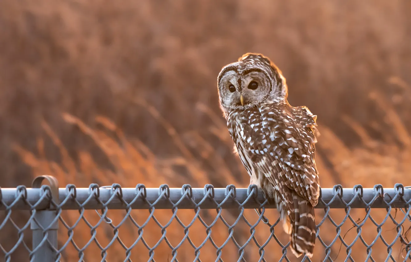 Photo wallpaper mesh, owl, bird, the fence, owl