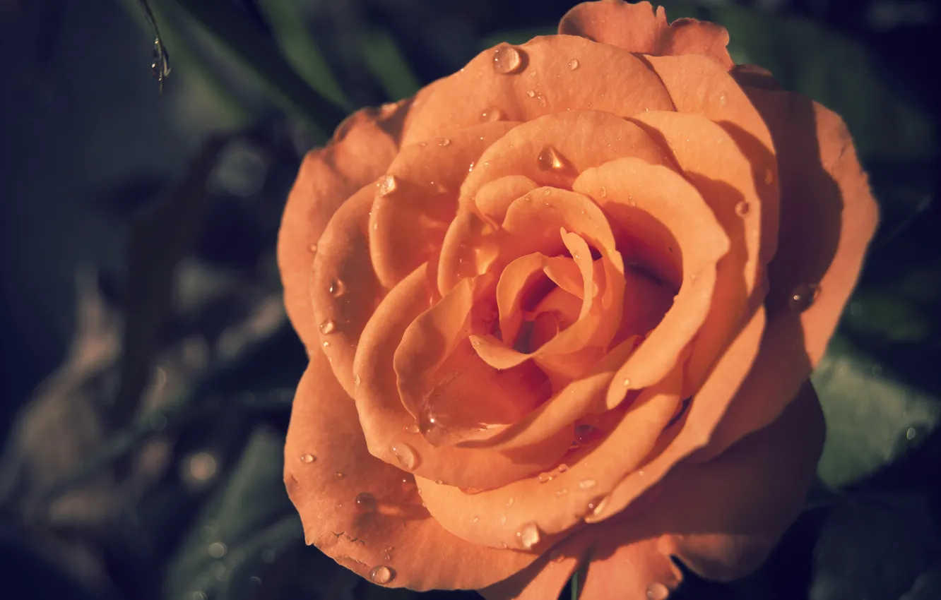 Photo wallpaper rose, orange, petals