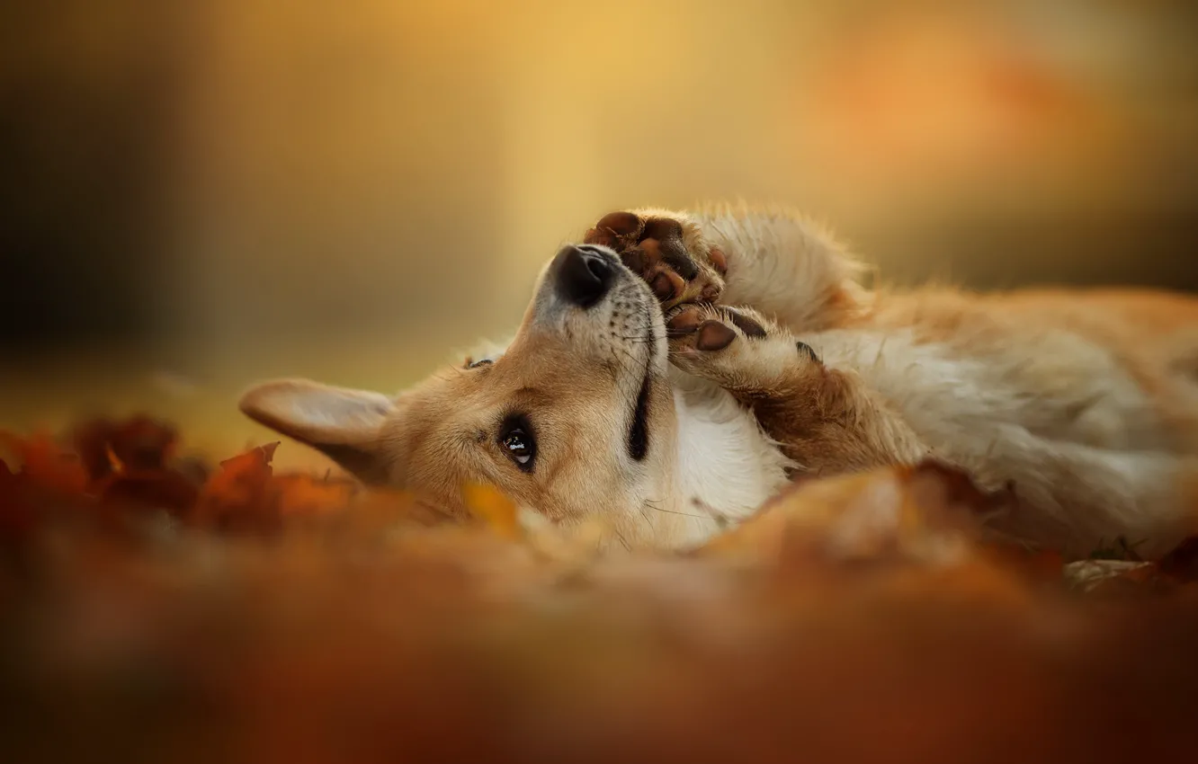 Photo wallpaper autumn, nature, each, dog, Welsh Corgi