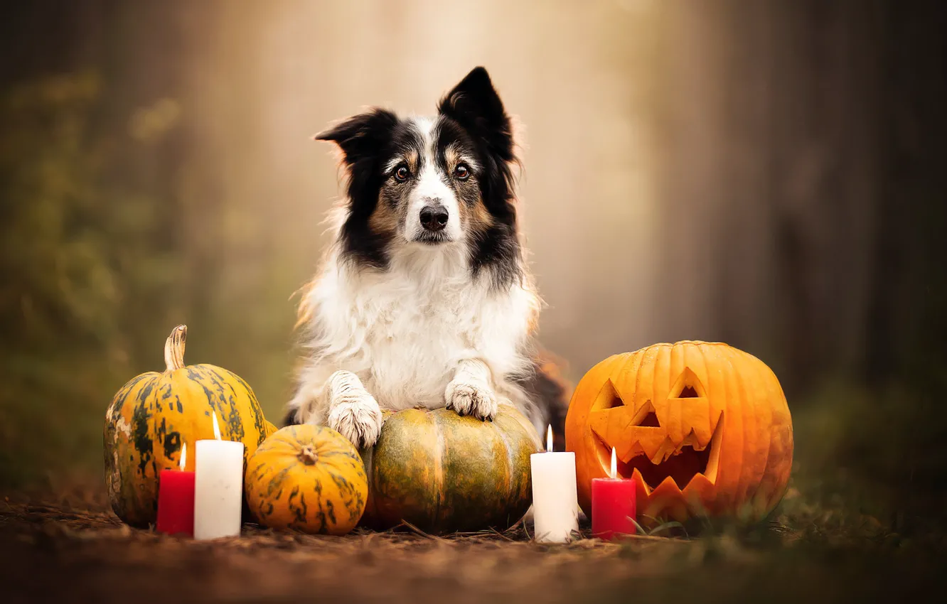 Photo wallpaper dog, candles, pumpkin, Halloween