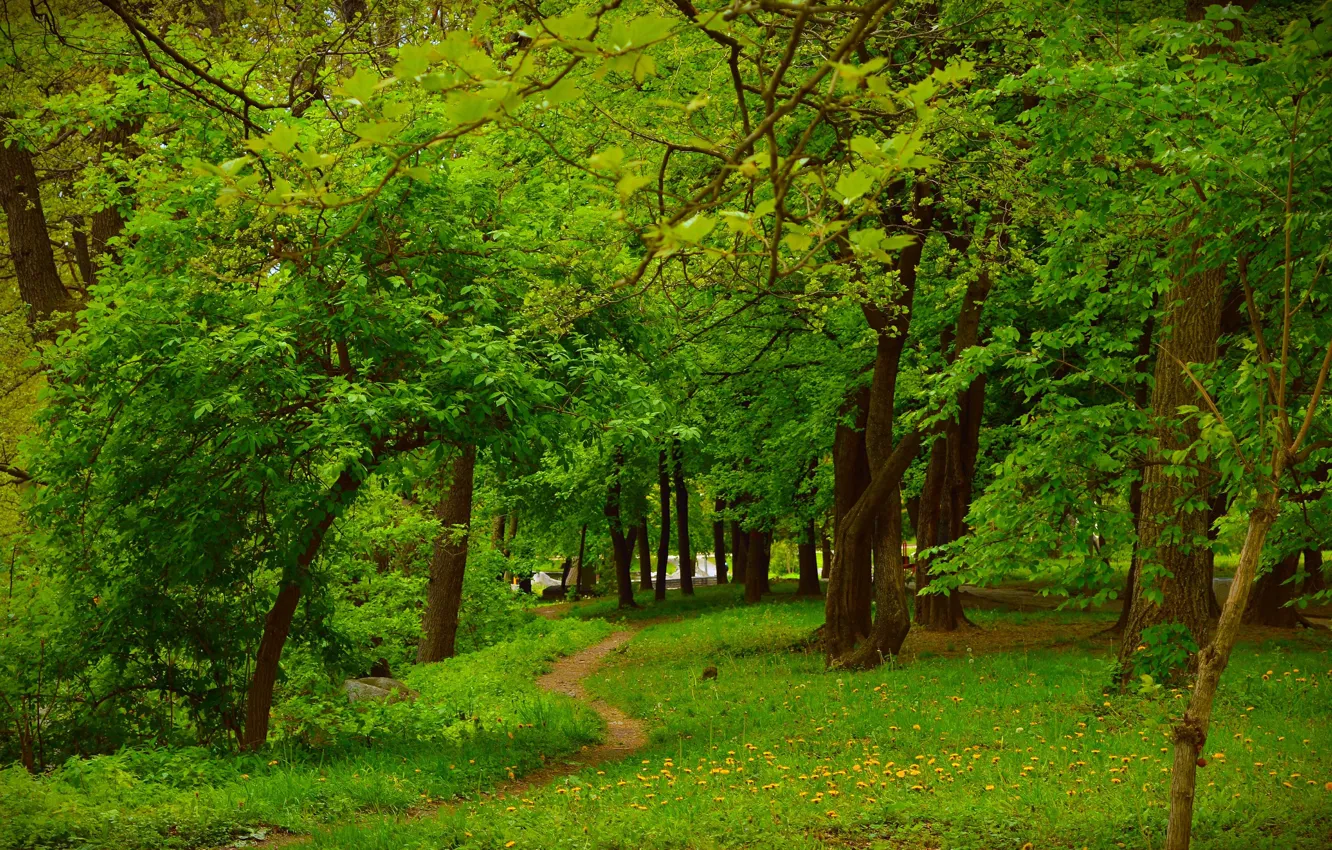 Photo wallpaper greens, grass, trees, green, spring, grass, path, trees