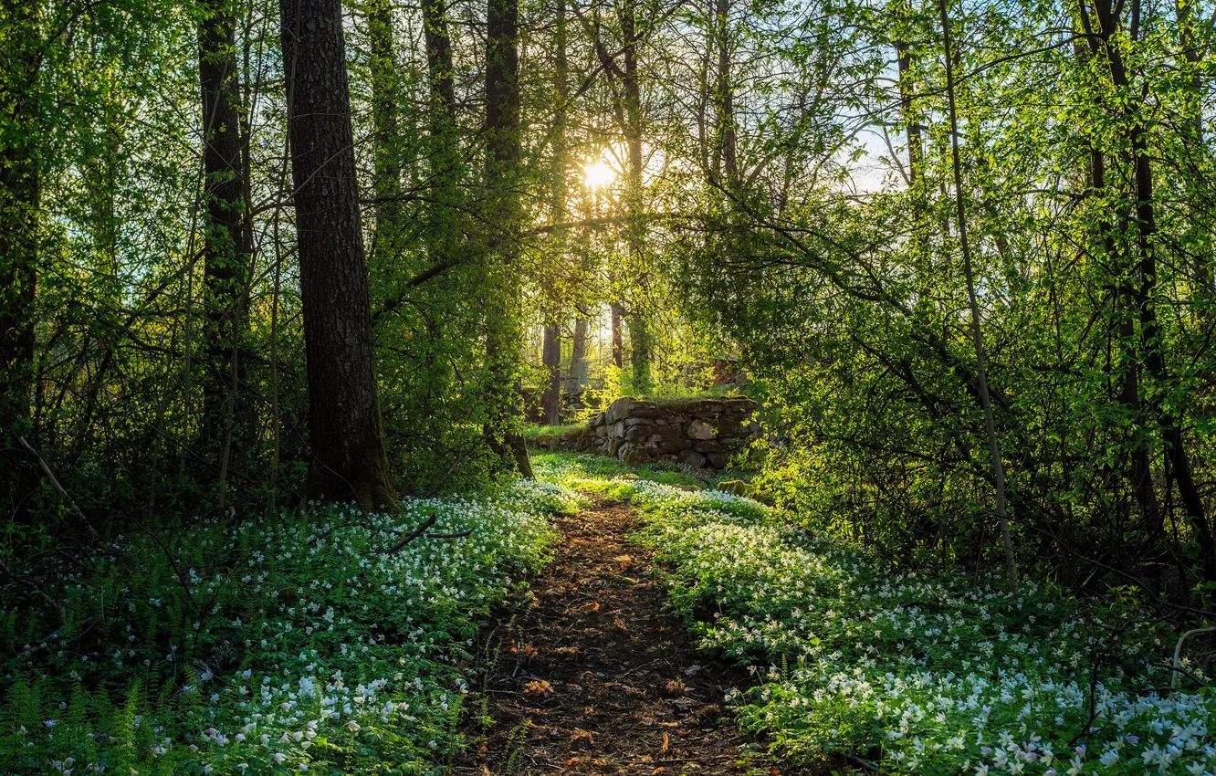Photo wallpaper the sun, flowers, nature, spring, path