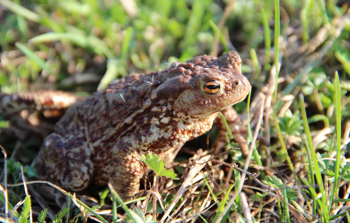 Photo wallpaper grass, toad, amphibian