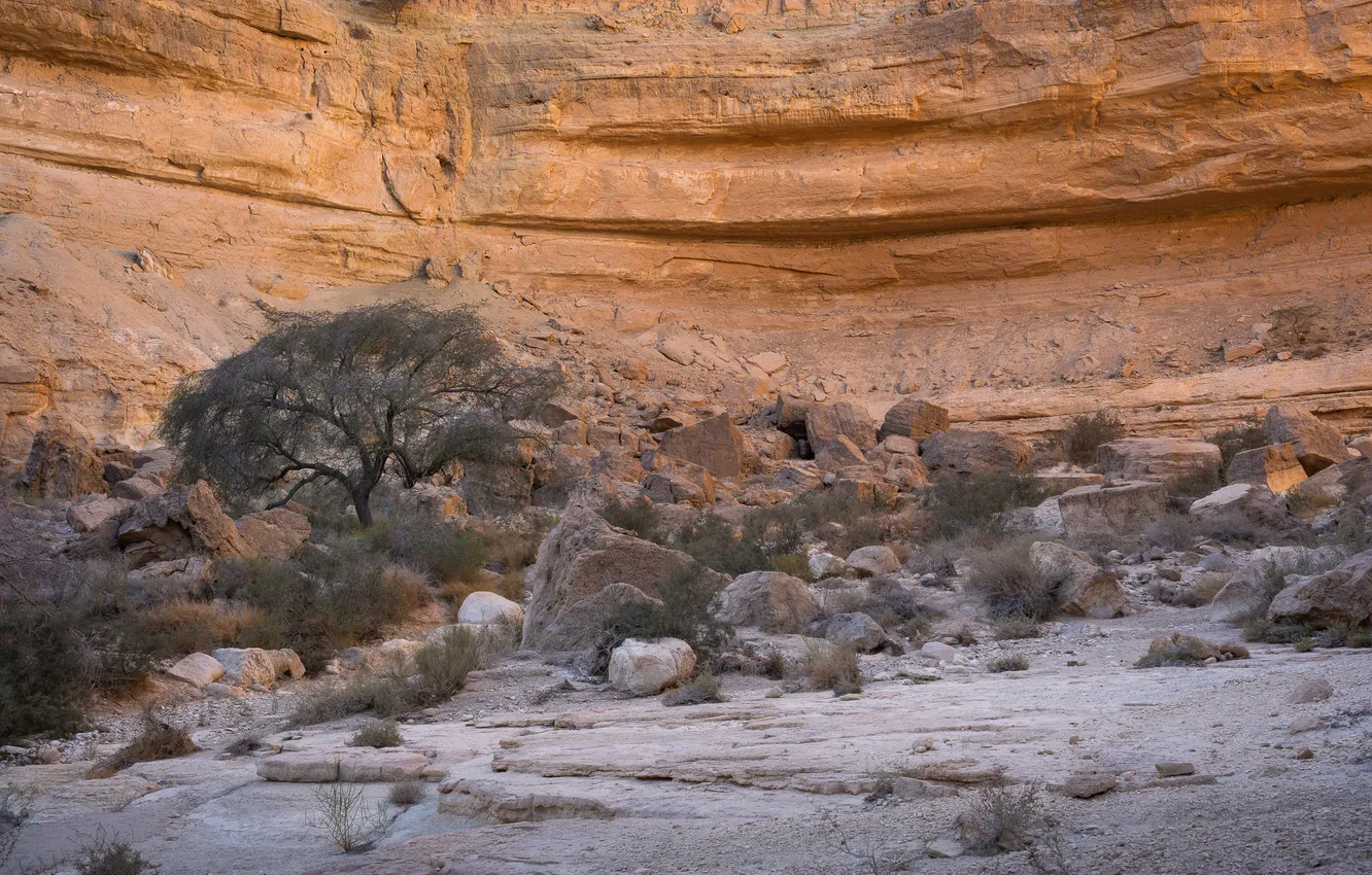 Photo wallpaper rocks, plants, arid